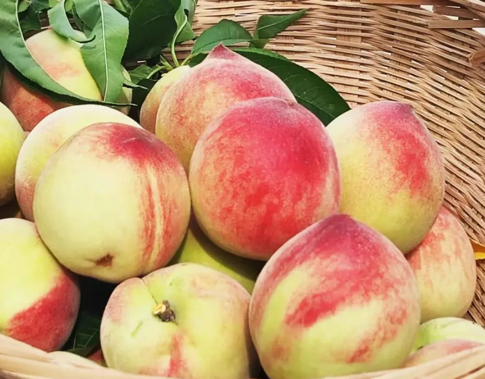 助农帮扶办实事 真情慰问暖人心