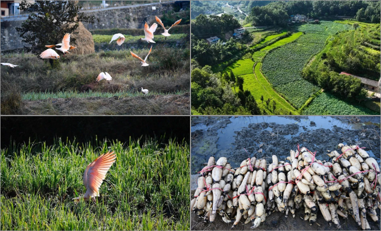 心有所向，何须远行；爱心助农，我们在行动...